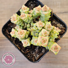 Load image into Gallery viewer, Crassula Pastel - Tom Thumb variegata (multi)