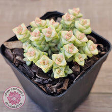 Load image into Gallery viewer, Crassula Pastel - Tom Thumb variegata (multi)