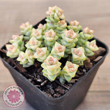 Load image into Gallery viewer, Crassula Pastel - Tom Thumb variegata (multi)