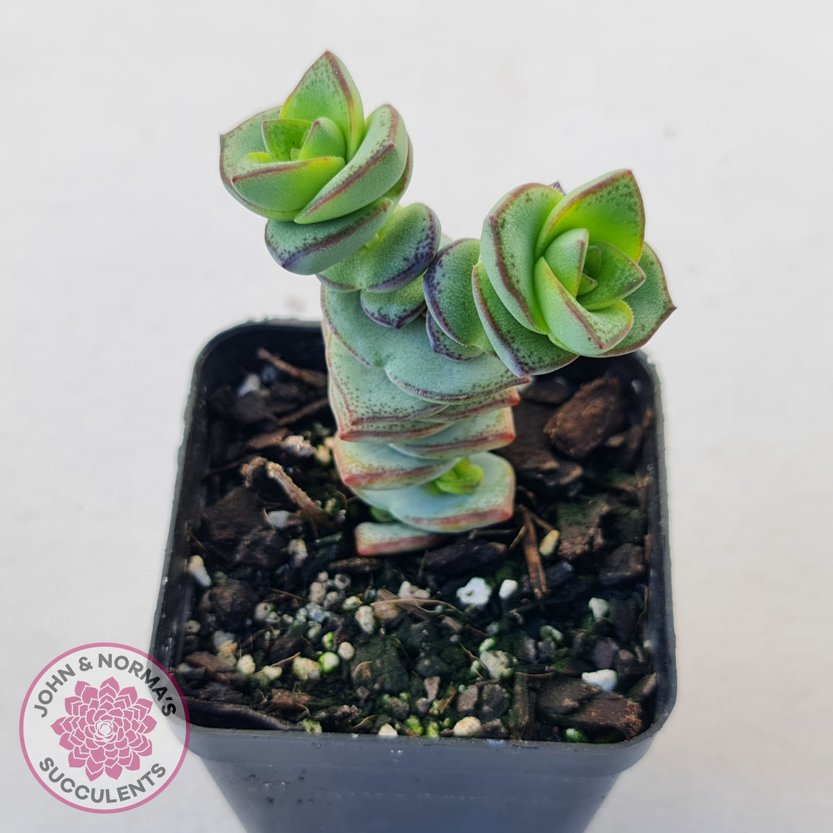 Crassula perforata