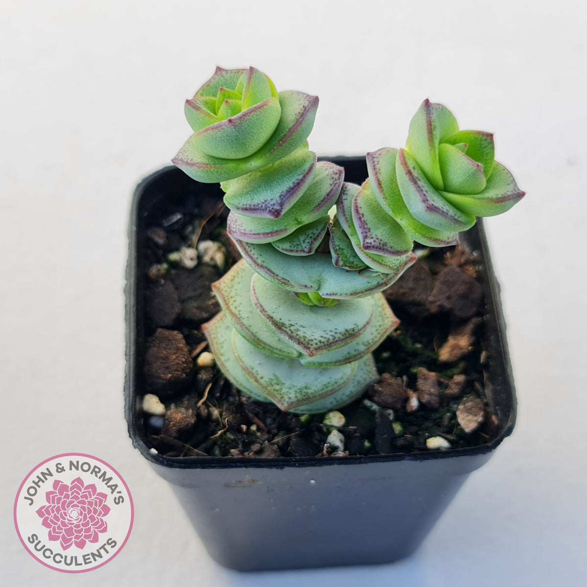 Crassula perforata