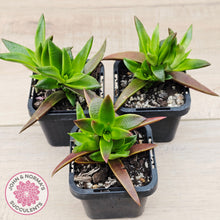 Load image into Gallery viewer, Crassula Red Pagoda - Large form (burgundy)