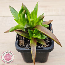 Load image into Gallery viewer, Crassula Red Pagoda - Large form (burgundy)