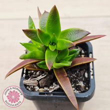Load image into Gallery viewer, Crassula Red Pagoda - Large form (burgundy)