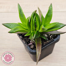 Load image into Gallery viewer, Crassula Red Pagoda - Large form (burgundy)