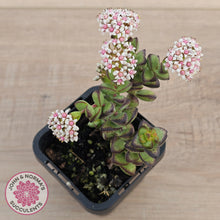 Load image into Gallery viewer, Crassula rupestris