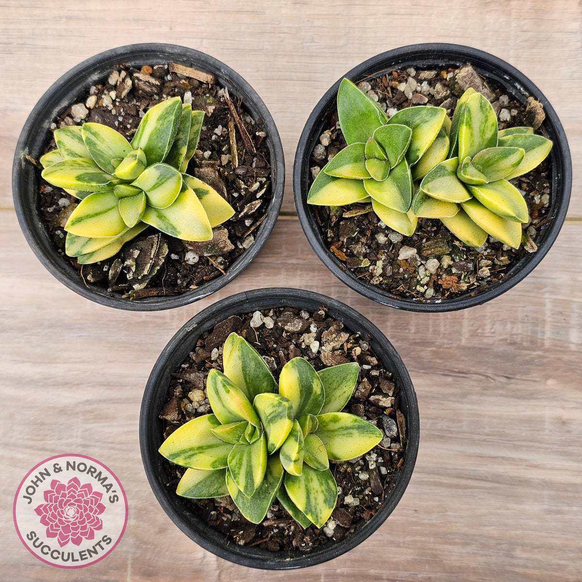 Crassula 'Springtime' Variegated