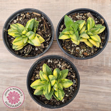 Load image into Gallery viewer, Crassula 'Springtime' Variegated