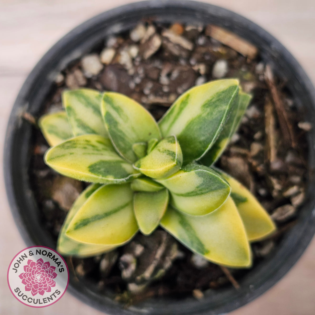 Crassula 'Springtime' Variegated