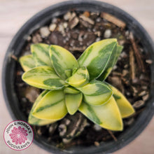 Load image into Gallery viewer, Crassula 'Springtime' Variegated