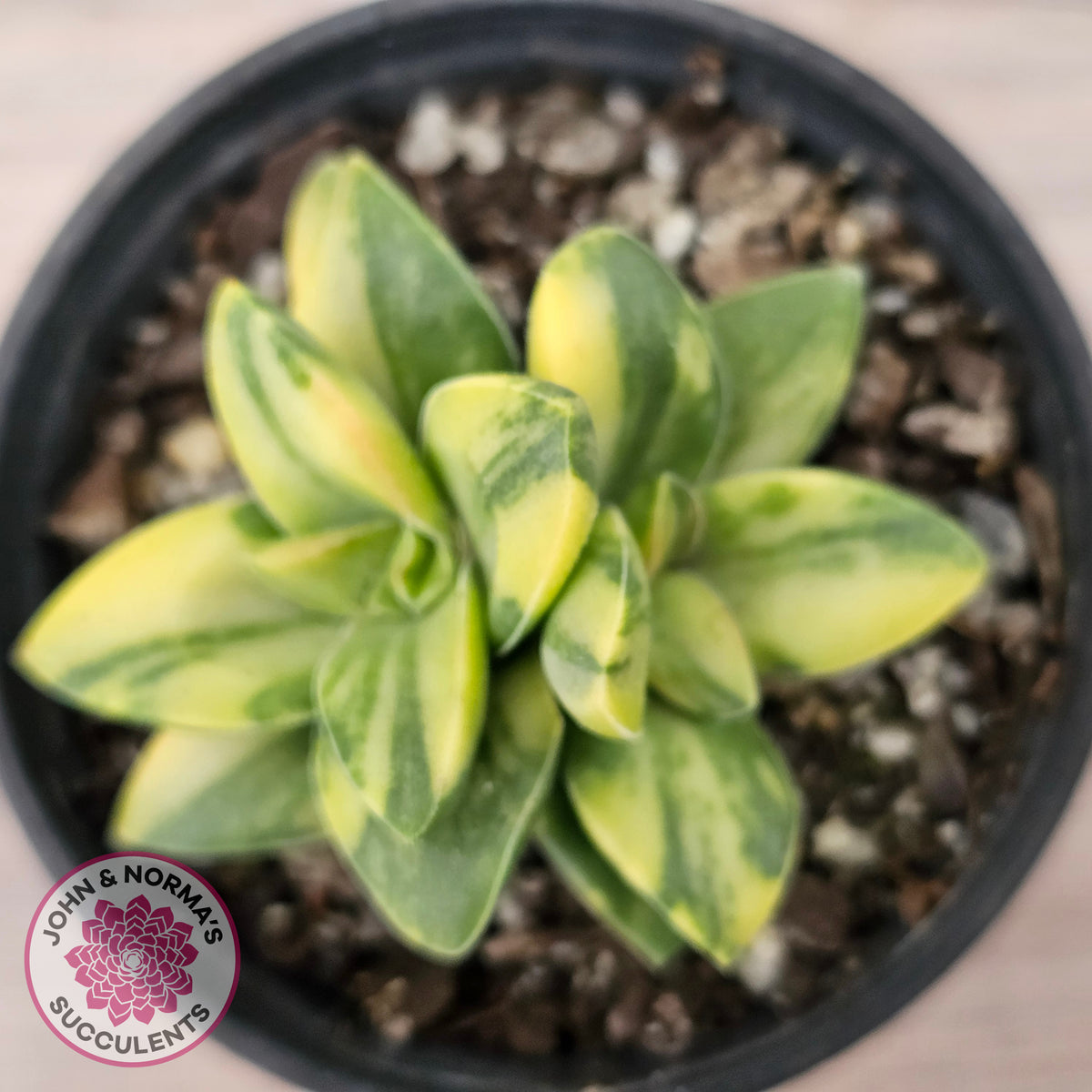 Crassula 'Springtime' Variegated