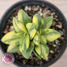 Load image into Gallery viewer, Crassula 'Springtime' Variegated