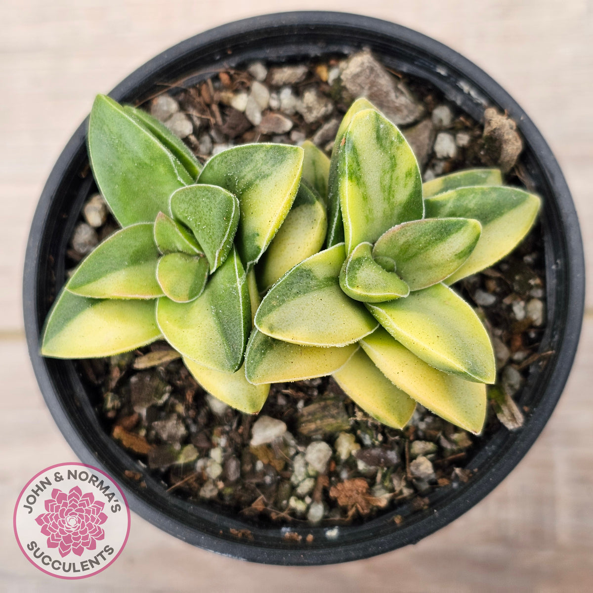 Crassula 'Springtime' Variegated