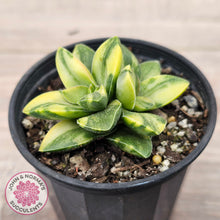 Load image into Gallery viewer, Crassula 'Springtime' Variegated