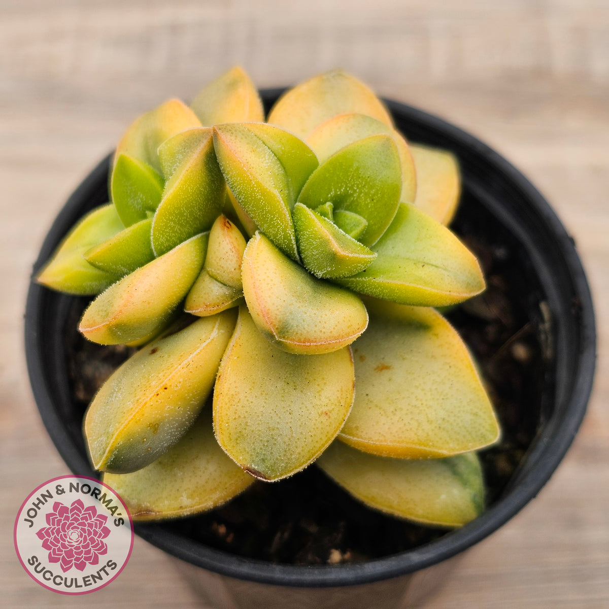 Crassula 'Springtime' Variegated