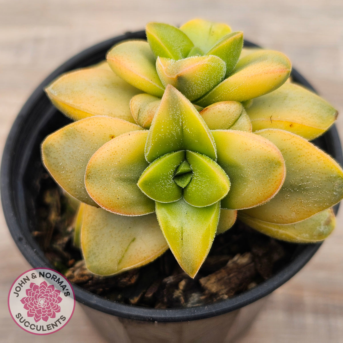 Crassula 'Springtime' Variegated