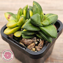 Load image into Gallery viewer, Crassula 'Springtime' Variegated