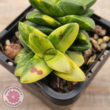Load image into Gallery viewer, Crassula 'Springtime' Variegated