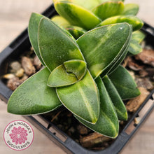 Load image into Gallery viewer, Crassula 'Springtime' Variegated
