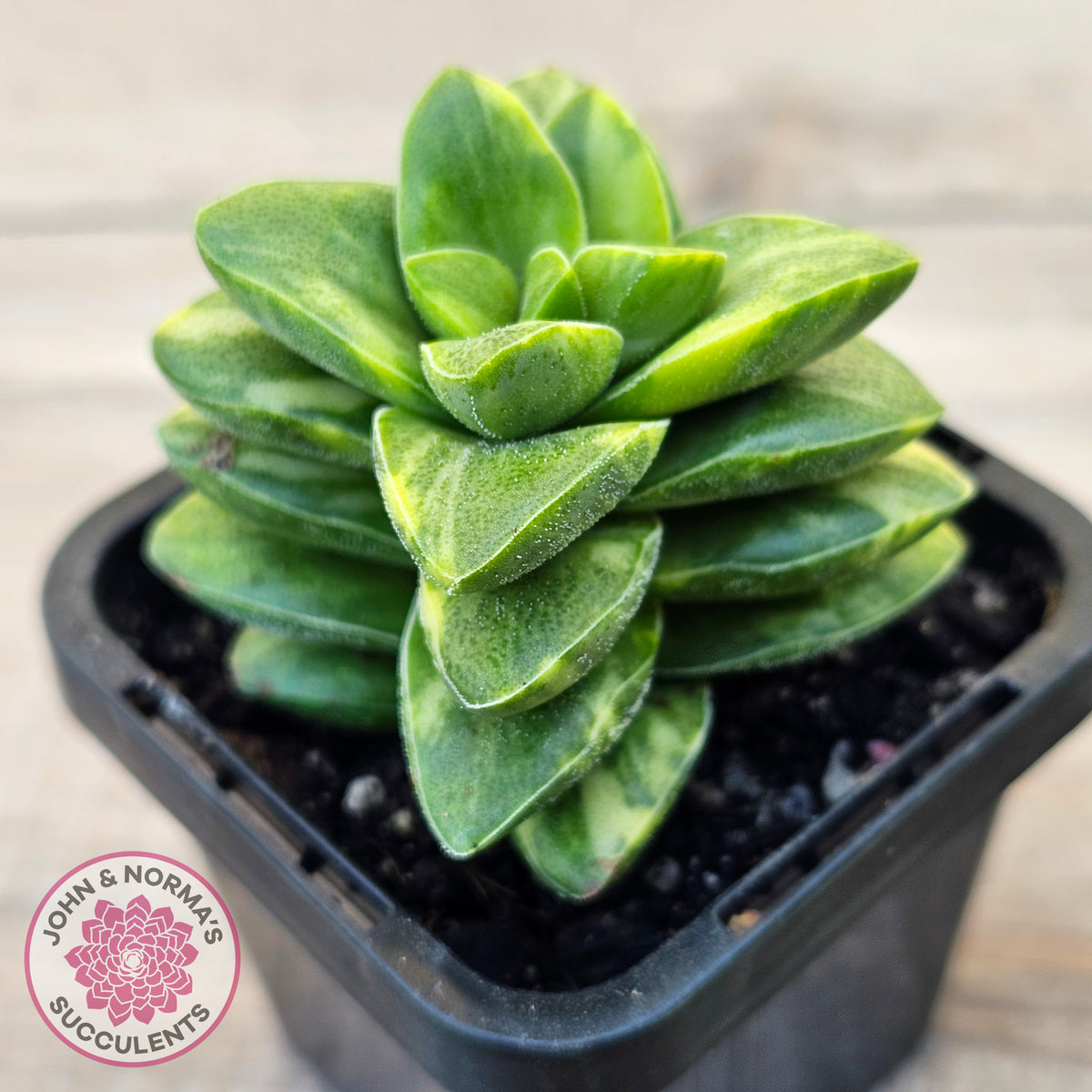 Crassula 'Springtime' Variegated