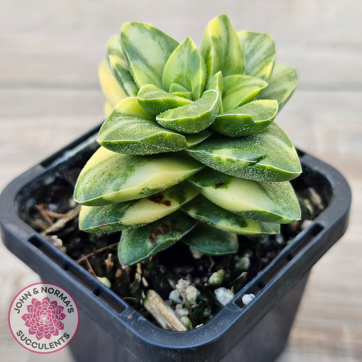 Crassula 'Springtime' Variegated