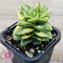 Load image into Gallery viewer, Crassula 'Springtime' Variegated