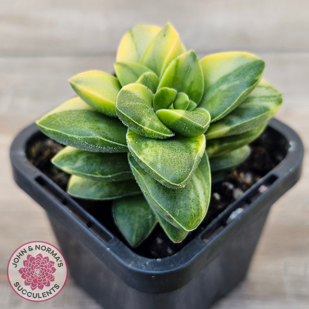Crassula 'Springtime' Variegated