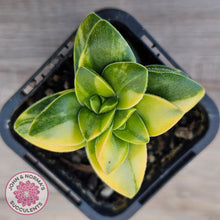 Load image into Gallery viewer, Crassula 'Springtime' Variegated