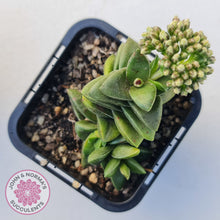 Load image into Gallery viewer, Crassula 'Springtime'