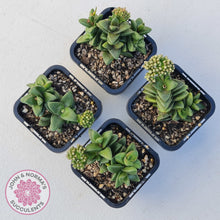 Load image into Gallery viewer, Crassula 'Springtime'
