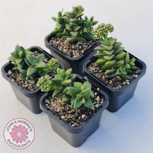Load image into Gallery viewer, Crassula 'Springtime'
