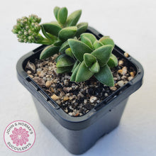 Load image into Gallery viewer, Crassula 'Springtime'