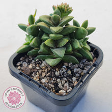 Load image into Gallery viewer, Crassula 'Springtime'