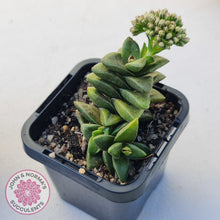 Load image into Gallery viewer, Crassula 'Springtime'