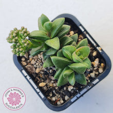 Load image into Gallery viewer, Crassula 'Springtime'