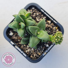 Load image into Gallery viewer, Crassula 'Springtime'