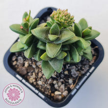 Load image into Gallery viewer, Crassula 'Springtime'