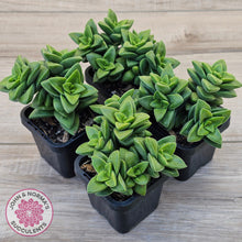 Load image into Gallery viewer, Crassula 'Springtime'