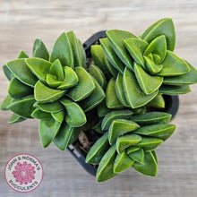 Load image into Gallery viewer, Crassula 'Springtime'