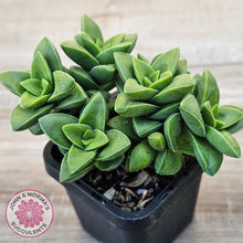 Load image into Gallery viewer, Crassula 'Springtime'