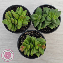 Load image into Gallery viewer, Crassula 'Springtime'
