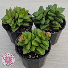 Load image into Gallery viewer, Crassula 'Springtime'