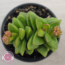 Load image into Gallery viewer, Crassula 'Springtime'