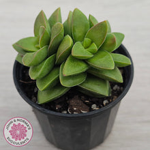 Load image into Gallery viewer, Crassula 'Springtime'