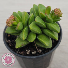 Load image into Gallery viewer, Crassula 'Springtime'