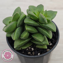 Load image into Gallery viewer, Crassula 'Springtime'