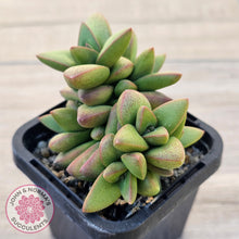 Load image into Gallery viewer, Crassula 'Talisman'