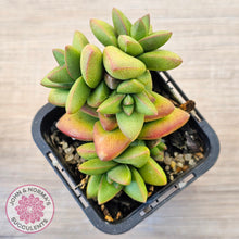 Load image into Gallery viewer, Crassula 'Talisman'
