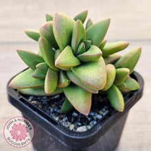Load image into Gallery viewer, Crassula 'Talisman'