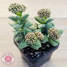 Load image into Gallery viewer, Crassula 'Warmsley Blue'